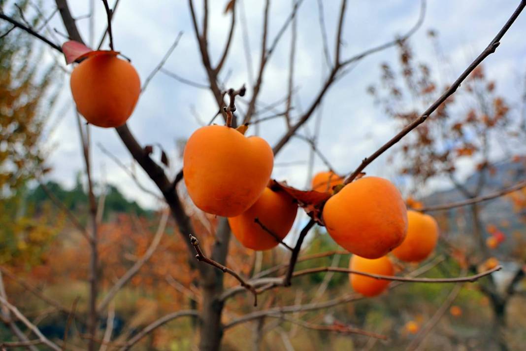 Çiftçi isyanda: Üreticide kilosu 25 lira, markette 80 lira! Yaş ve kuru olarak tüketilebiliyor 9